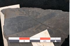 Foto (Detailansicht) von Quercus pachyphylla Ettingshausen (NHMW-GEO-2024-0188-10268)